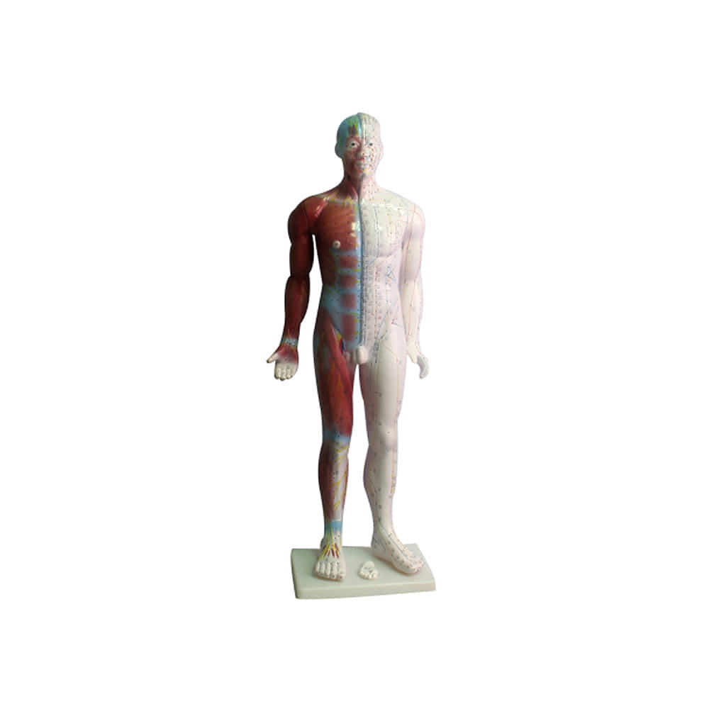 진산메디칼 전신 경혈모형 (대) 84cm 인체모형 침술 혈자리 근육